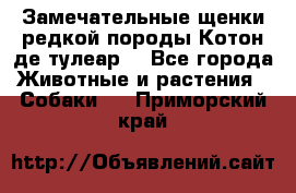 Замечательные щенки редкой породы Котон де тулеар  - Все города Животные и растения » Собаки   . Приморский край